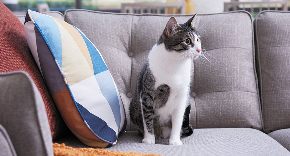 Pet-friendly wnętrza: jak stworzyć estetyczne i funkcjonalne mieszkanie dla Ciebie i pupila?